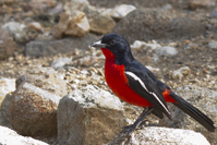 Laniarius atrococcineus